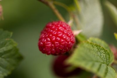 fruit