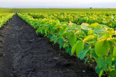 Green soybean plants close-up shot, mixed organic and gmo