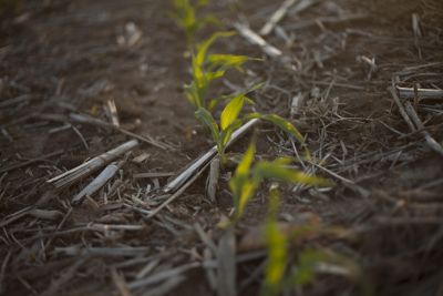 Photo - Emerging Seedlings - Closeup