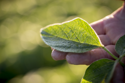 Photo - closeup - hand holding soybean plant