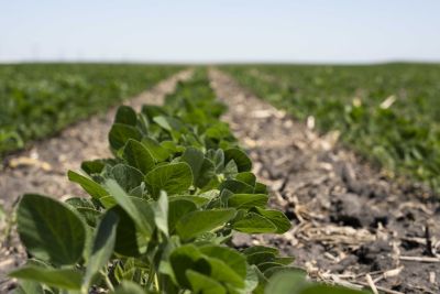 Updating - soybean field - low level - early season
