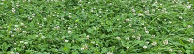 chickweed