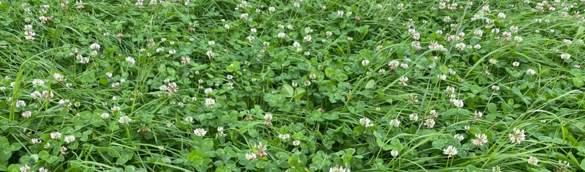 Clover in grass