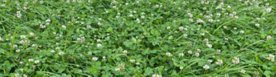 chickweed