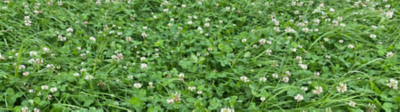 Clover in grass