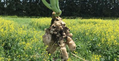 protect canola crops from clubroot
