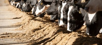 Bovinos se alimentam de silagem