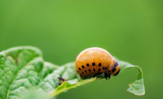 colorado potato beetle on a leaf