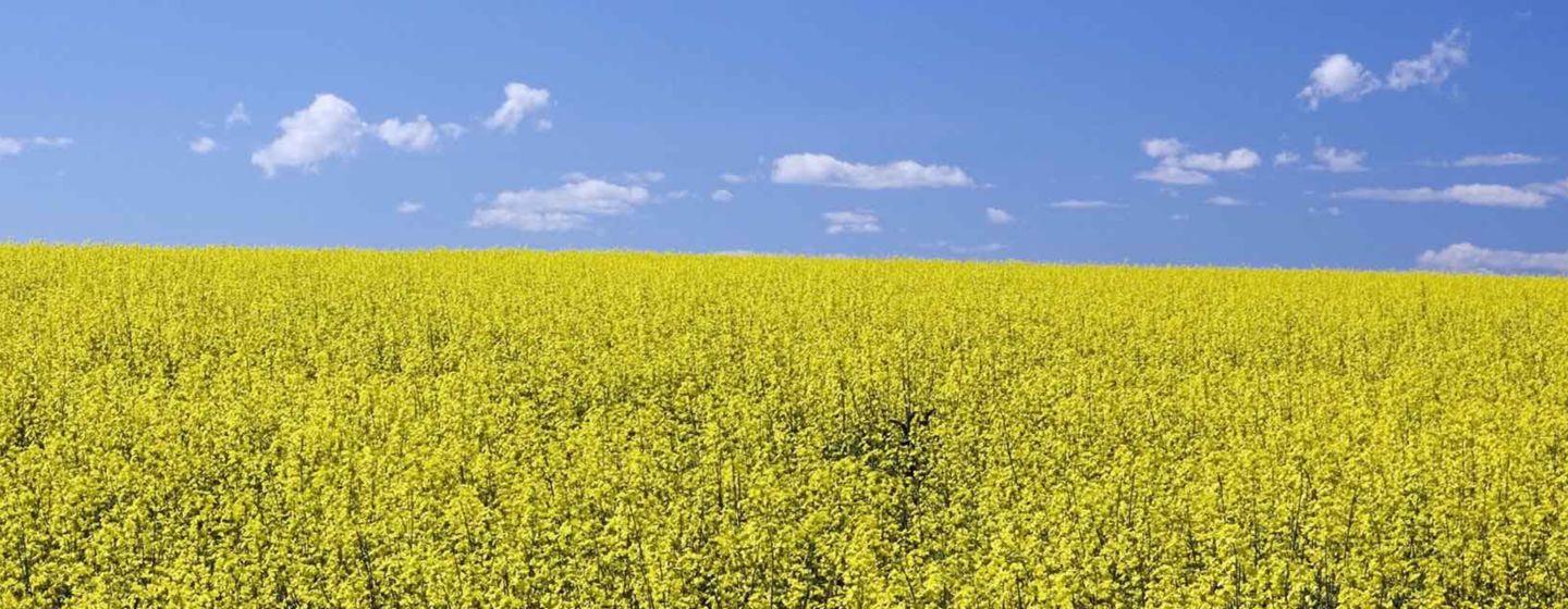 Faut-il continuer la culture du colza ?