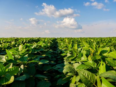 Green soybean field