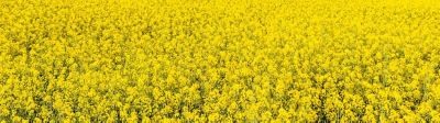Comment bien choisir sa variété de colza ?