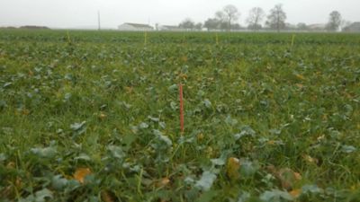 Comment gérer legraminées dans mon colza ?