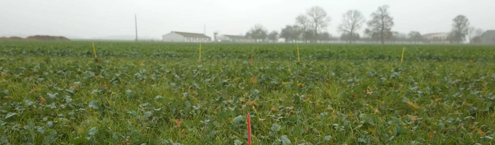 Comment gérer legraminées dans mon colza ?