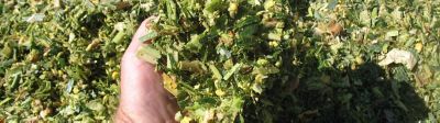 Un ensilage qui brasse mieux… et peut produire plus de méthane ? 