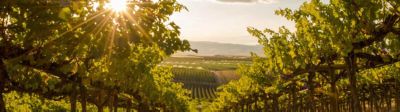 Comment répondre à mes demandes de vins sans résidus ?