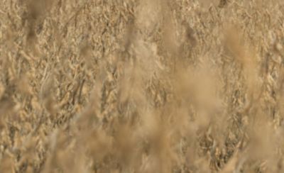 Commenza Grass Control