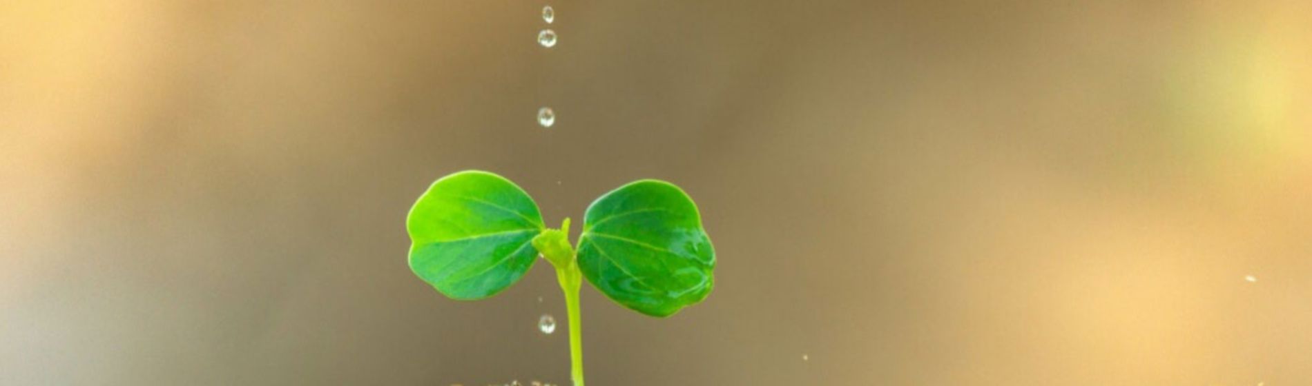 Día Mundial del Medio ambiente