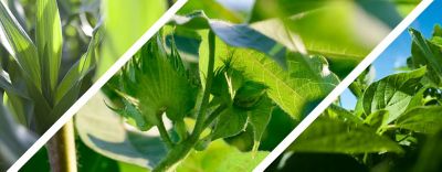 Corn, Cotton Soybean image