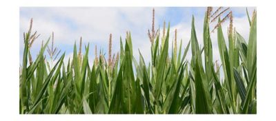 High Humidity Can Disrupt Pollen Shed in Corn