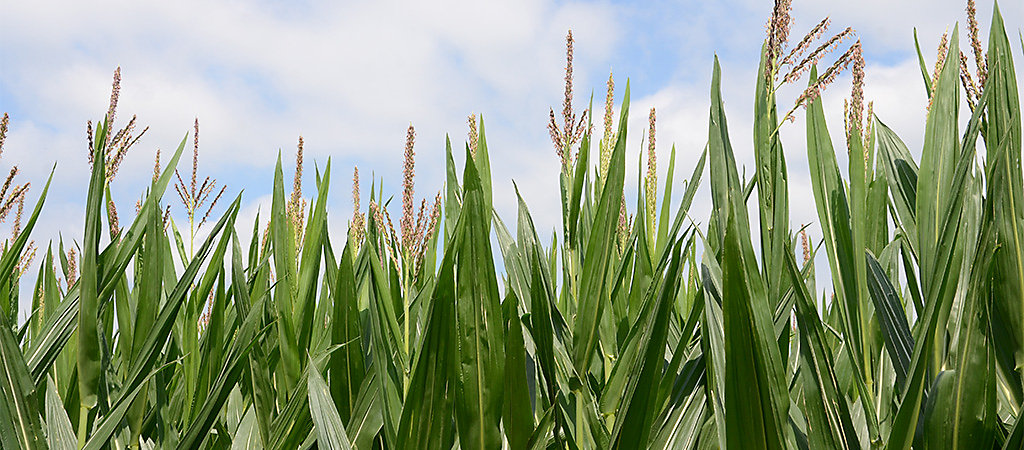 Banner - Continuous Corn article