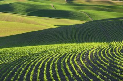 A close-up of contour lines