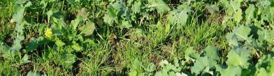 Contre les graminées, comment mesurer l’action du propyzamide ?