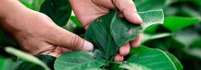 Control de plagas y sostenibilidad