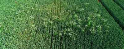 Controler les graminées