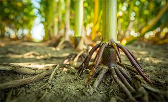 Corn roots close up