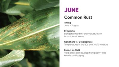 Common rust