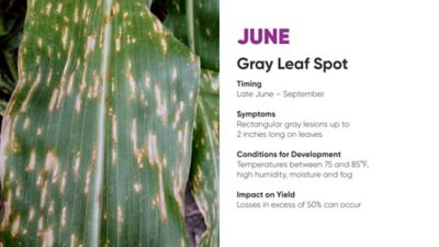 gray leaf spot