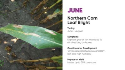 northern corn leaf blight