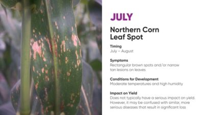 northern corn leaf spot