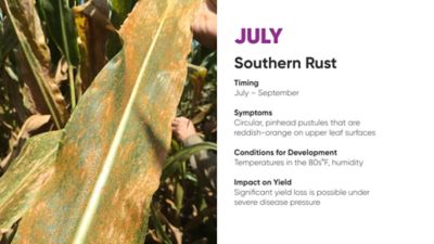 Southern rust