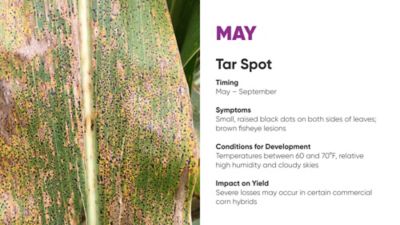 tar spot