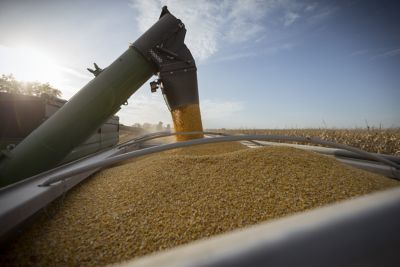 corn harvest with auger into grain bin