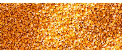 Corn Yield Estimator