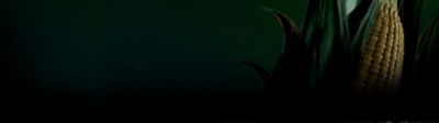Image - top of corn ear - right side of banner