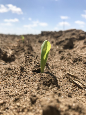 Photo - Corn Seedling - Closeup