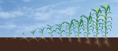 corn growth chart