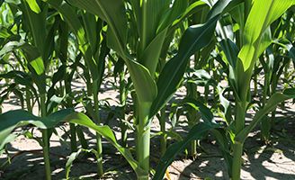   Corn stalks