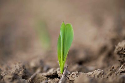corn seedling