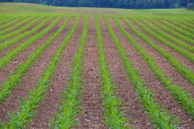 Corn rows