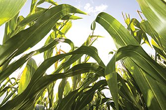 Corn canopy close up