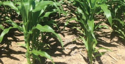 Corn field close-up