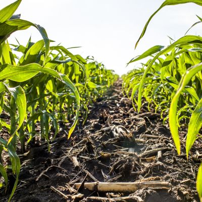 Image of a corn field