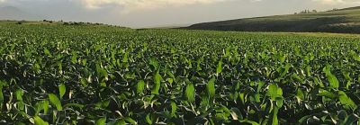 Поле с царевица