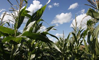 Corn field close-up