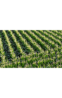 Rows of corn in field