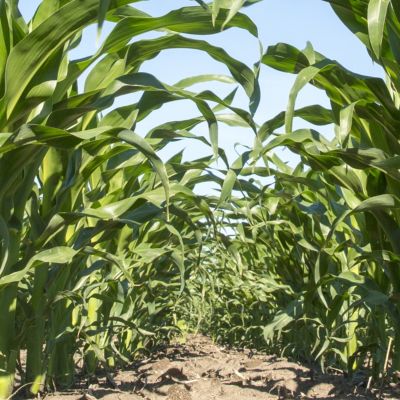 Corn treated with Keystone® NXT herbicide